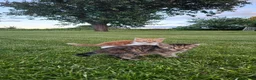 Mixed Breed cats for sale: Ready to leave - 6 Gorgeous Kittens - Advert 11