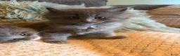 Ragcoon cats for sale: Last of litter affectionate playful Ragcoon baby  - Advert 36