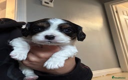 Cavalier King Charles Spaniel dogs for sale: Cavalier King Charles Spaniel  - Image 4