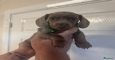 Miniature Dachshund dogs - Advert 5