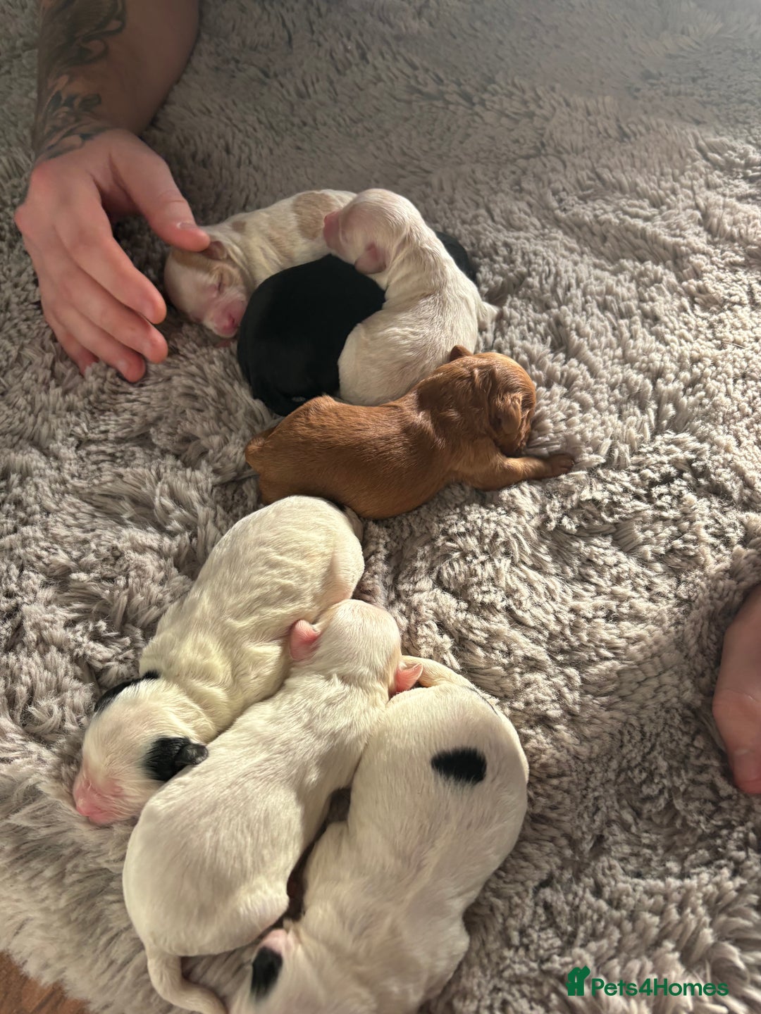 Cavapoo dogs for sale: ⭐ F1 Health tested Cavapoos⭐ - Advert 2