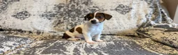 Jack Russell dogs for sale: Jack Russel puppies in Manchester - Advert 25