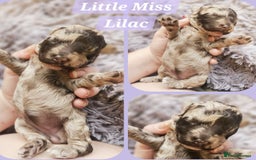 Cockapoo dogs for sale: Multigen Merle & Chocolate Cockapoo Puppies - Image 3