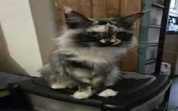Maine Coon cats for sale: Beautiful girl looking for forever home. - Image 3
