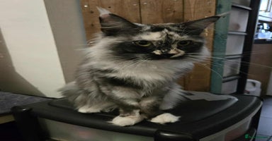 Maine Coon cats - Advert 10