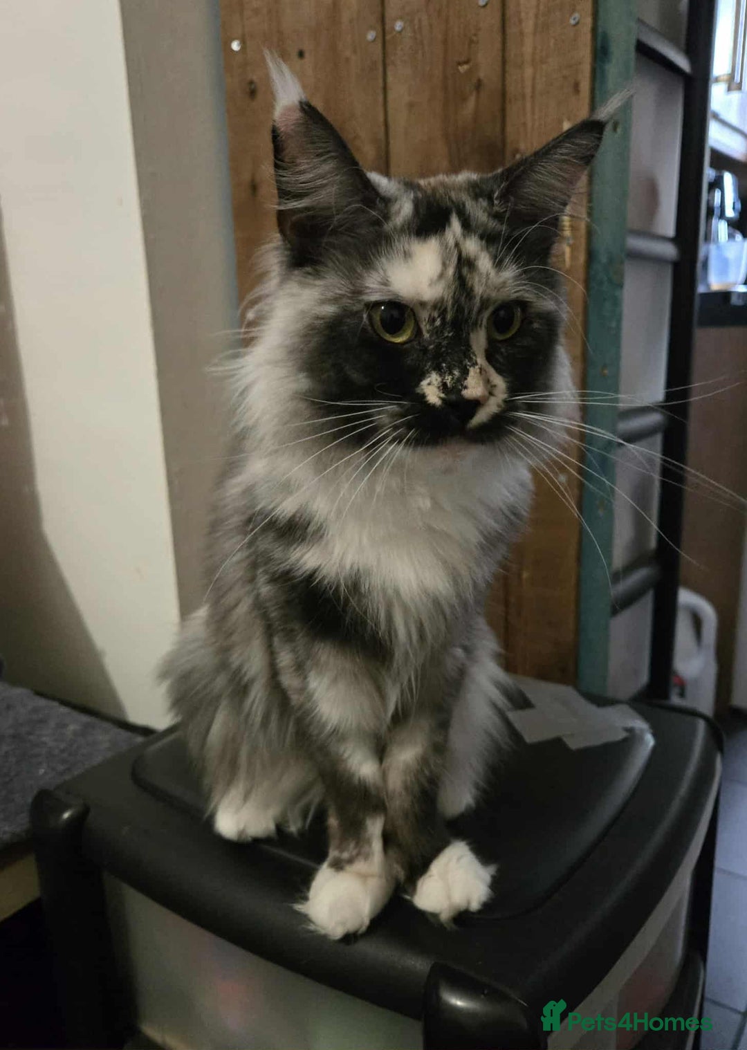 Maine Coon cats for sale: Beautiful girl looking for forever home. - Image 3