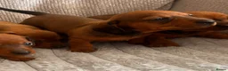 Miniature Dachshund dogs for sale: Miniature dachshund puppies  in Treharris - Advert 7