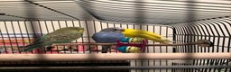 Budgerigars birds for sale: 3 Beautiful Male Budgies – Complete Setup Included - Advert 3