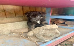Mixed Breed dogs for sale: German Shepard X Dutch Herder Puppies - Image 1
