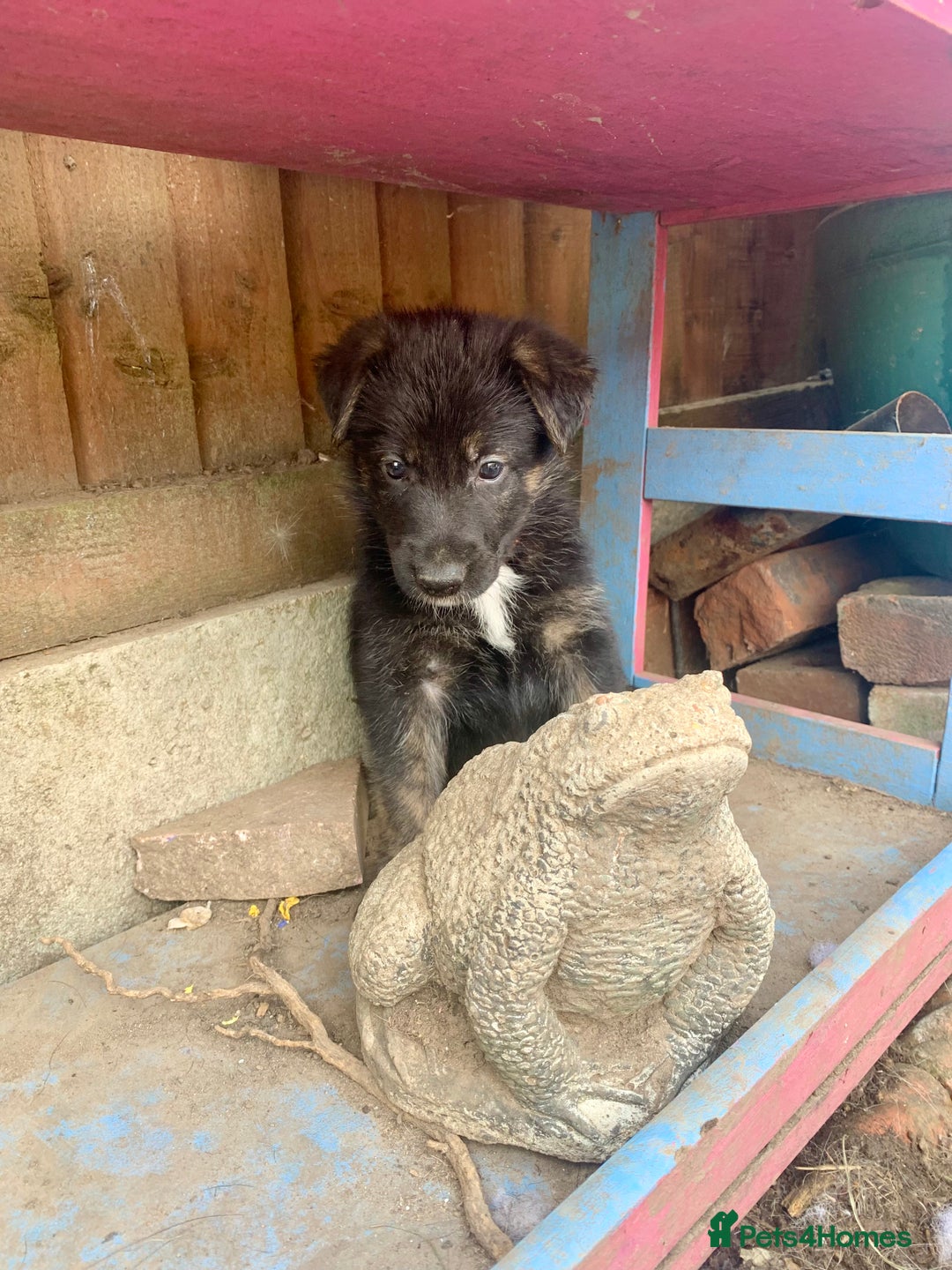 Mixed Breed dogs for sale: German Shepard X Dutch Herder Puppies - Image 1