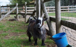 Goats livestock for sale: Female Pygmy Goat Looking For New Home - Image 2