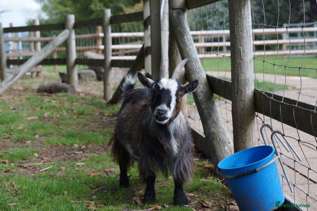Goats livestock for sale: Female Pygmy Goat Looking For New Home - Image 2