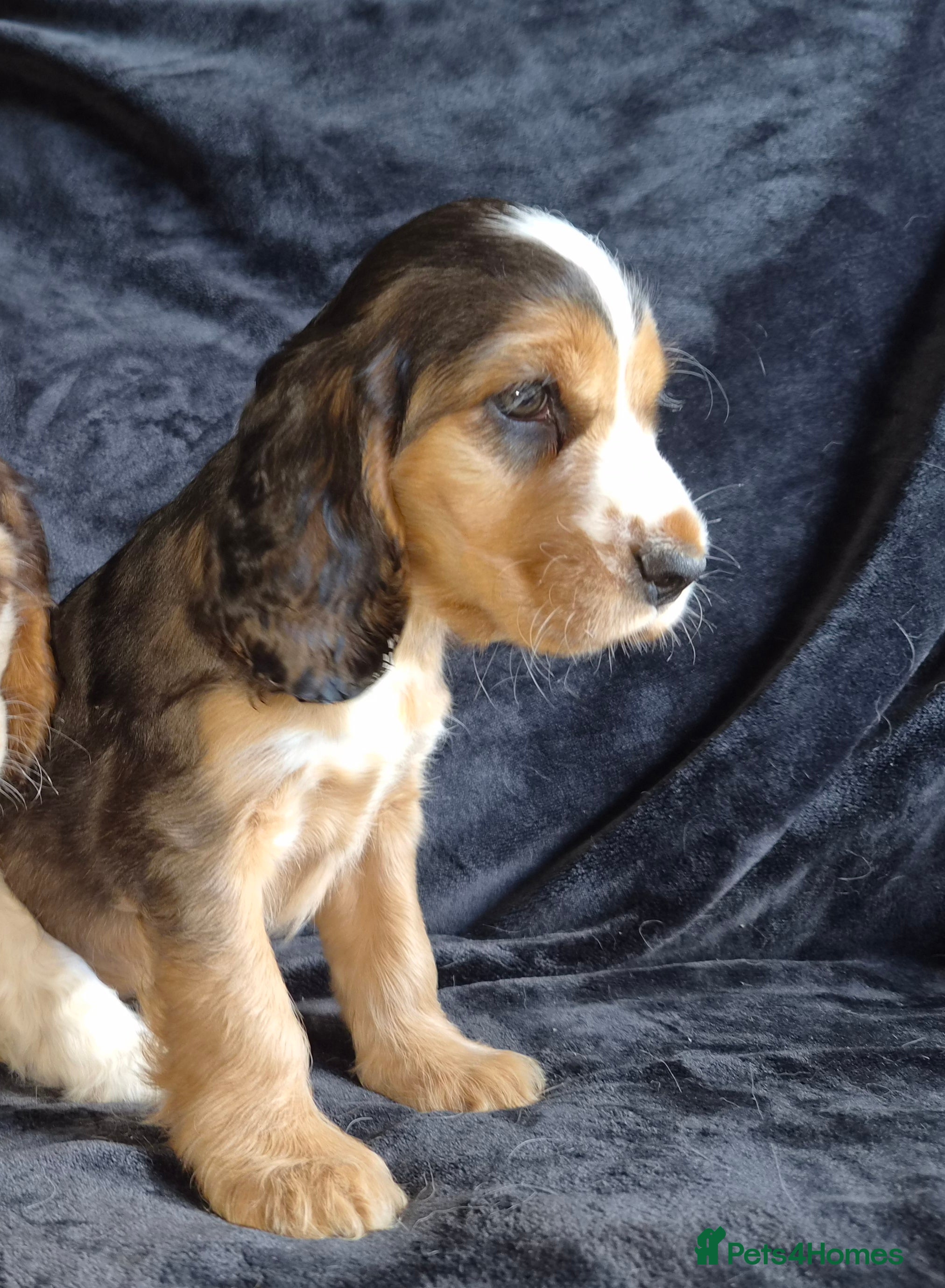 Cocker Spaniel dogs Kc reg show cocker spaniel - Advert 2
