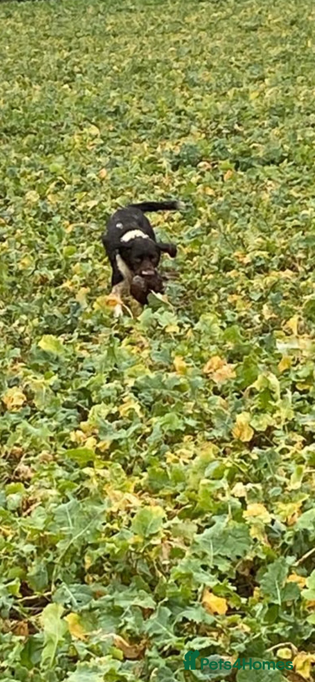 English Springer Spaniel dogs for stud: Working English Springer Spaniel Stud Health Test in Chelmsford - Advert 13