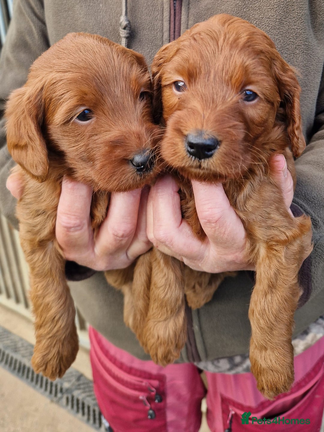 Labradoodle dogs for sale: Miniature dark fox red labradoodles - Image 4