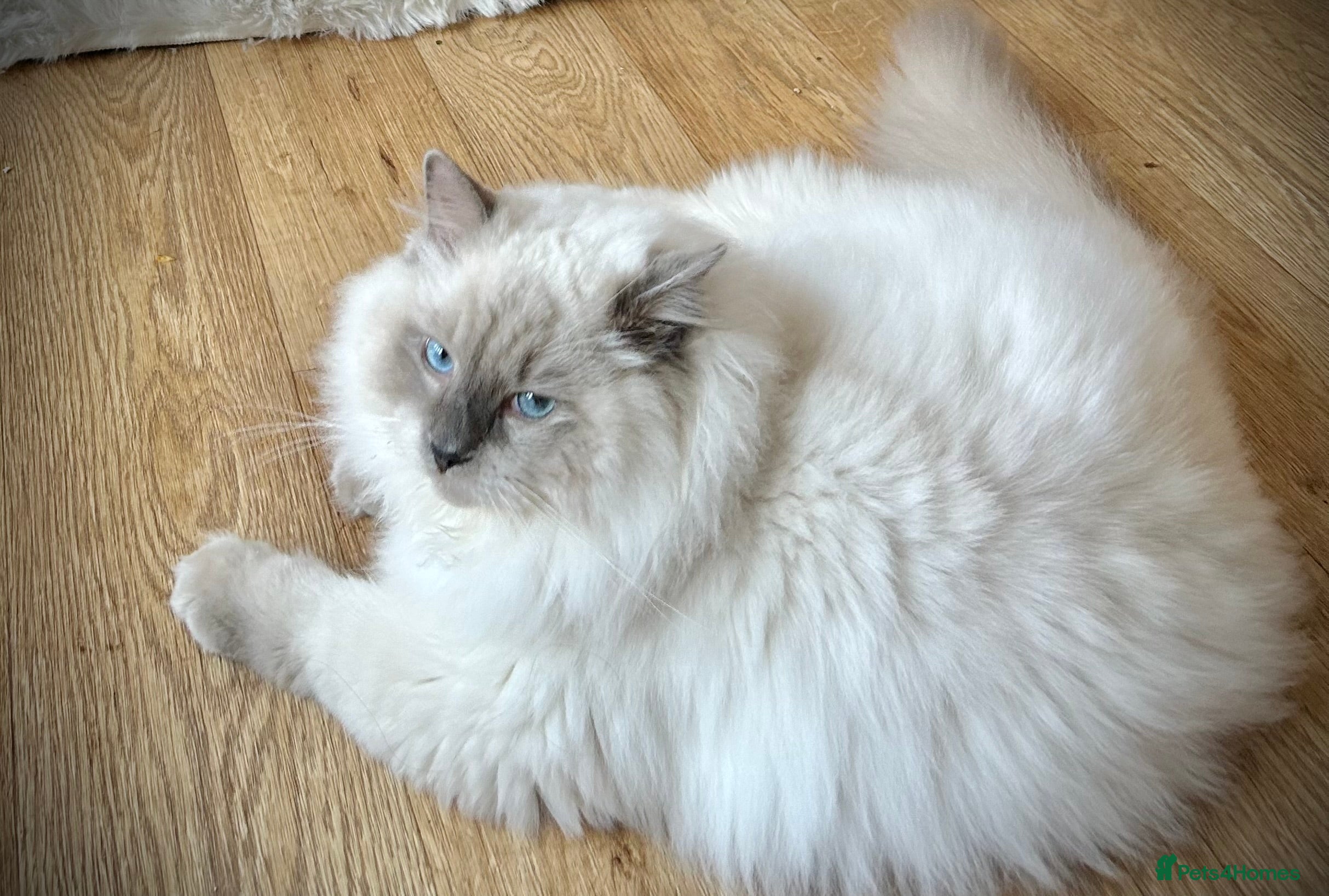 Ragdoll cats Chunky Cuddly Ragdoll Kitten DNA & Health Tested - Advert 1