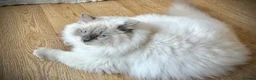 Ragdoll cats for sale: Chunky Cuddly Ragdoll Kitten DNA & Health Tested - Advert 1