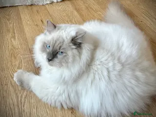 Ragdoll cats Chunky Cuddly Ragdoll Kitten DNA & Health Tested - Advert 2