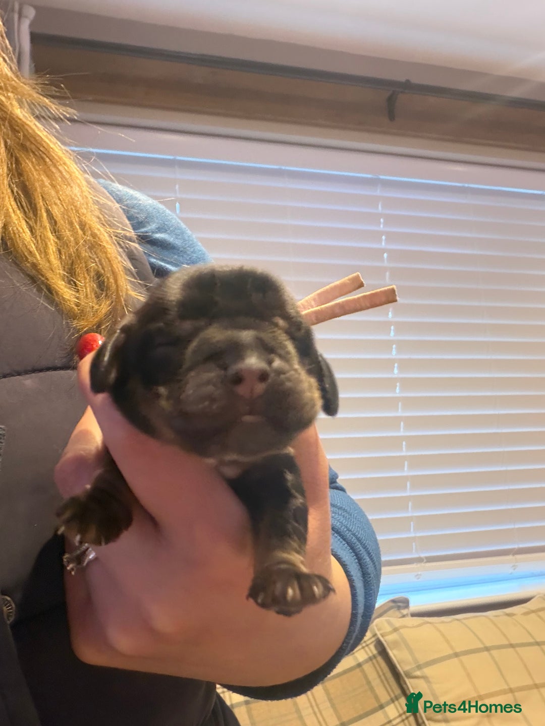 Cocker Spaniel dogs for sale: KC Registered Show Cocker puppies  - Advert 14