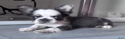 French Bulldog dogs for sale: Adorable fluffy frenchies - Advert 32