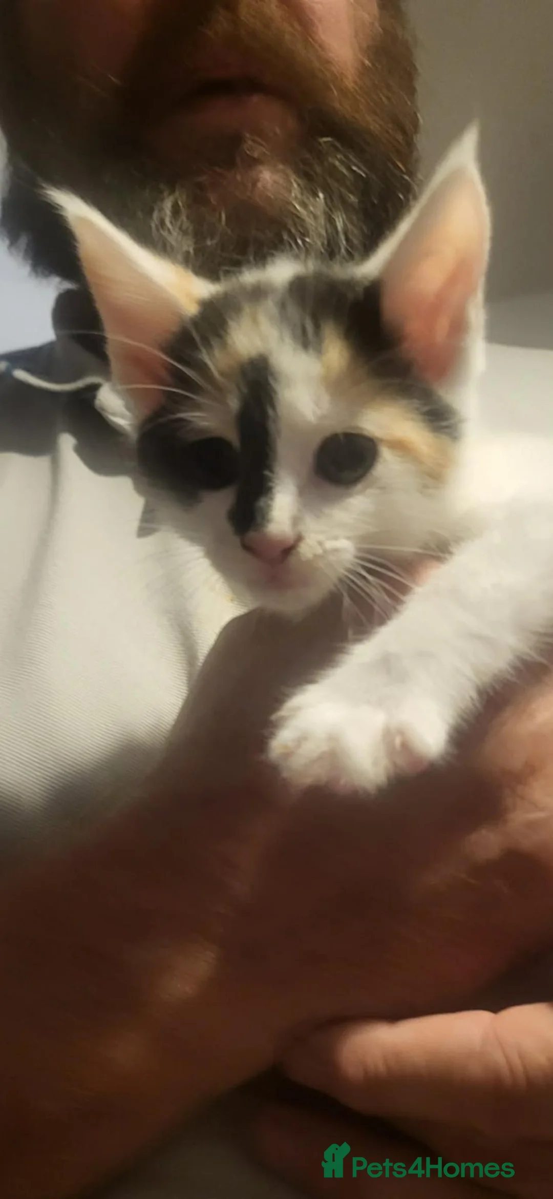 Mixed Breed cats for sale: 5 half mainecoon kittens in Taunton - Advert 2