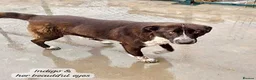 Mixed Breed dogs for adoption: Indigo, 1 yr approx. RESERVED SUBJECT TO CHECKS. - Advert 3