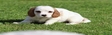 Cavachon boy 4