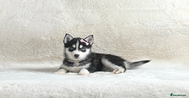 Pomsky dogs perfect husky markings micro Pomsky puppies  - Advert 1