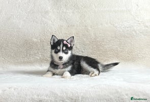 Pomsky dogs perfect husky markings micro Pomsky puppies - Advert 1