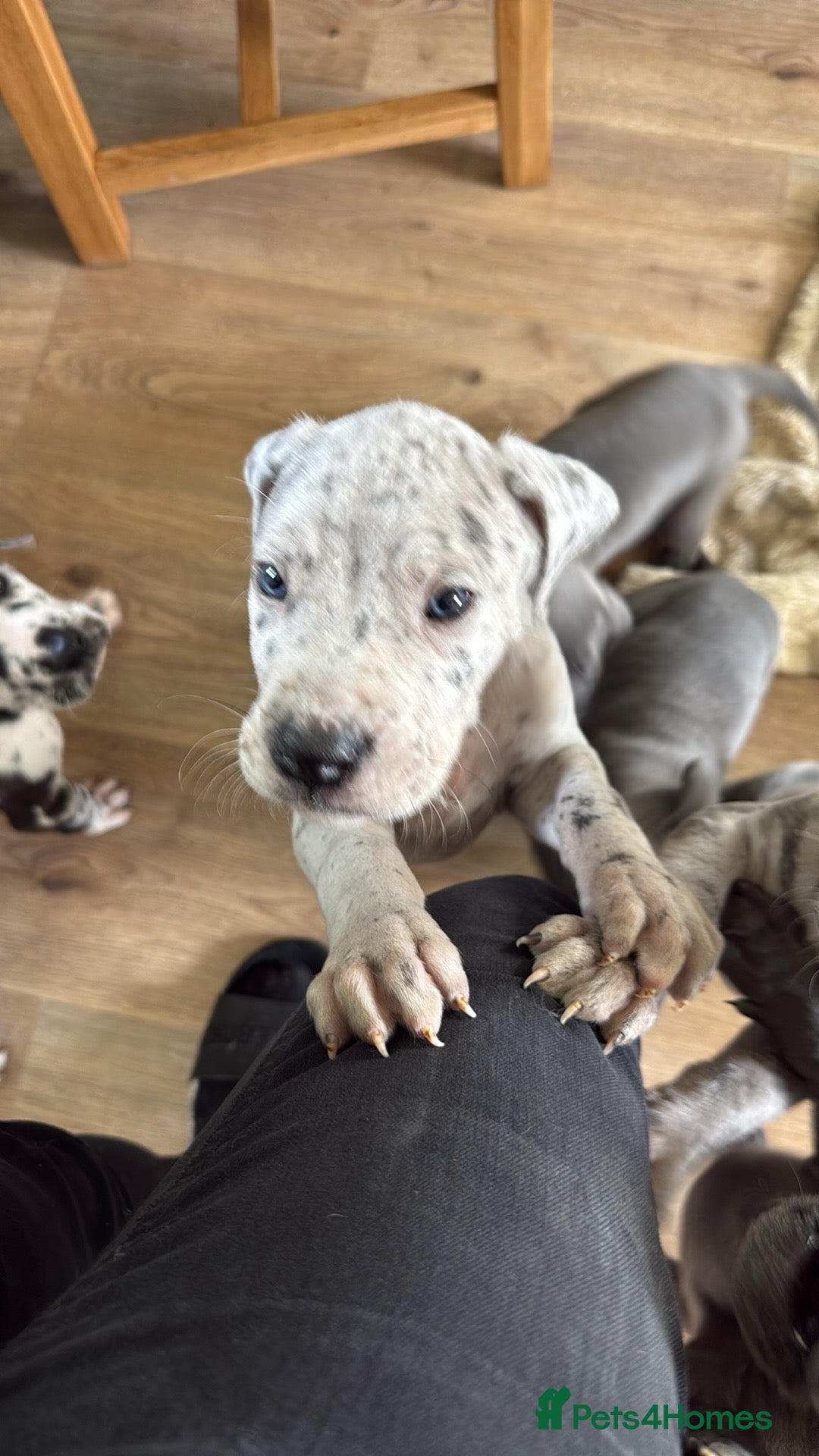 Great Dane dogs Beautiful Great Dane pups ready on 5th june - Advert 4