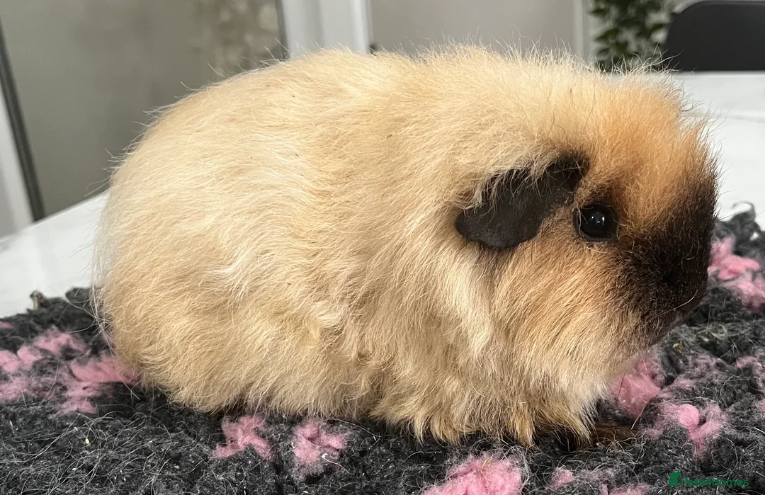 Guinea Pig rodents for sale: Sheltie (silky), coronet, Texel, Merino guinea pig - Advert 1