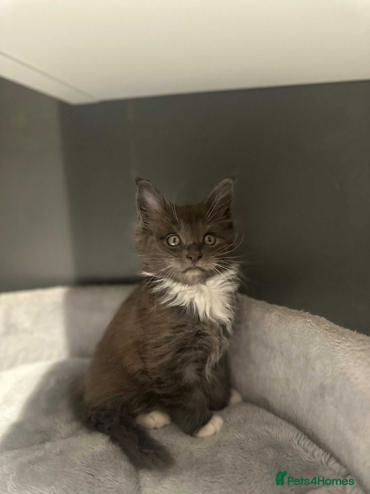 Maine Coon cats Stunning Litter Of Maine Coon Kittens  - Advert 14