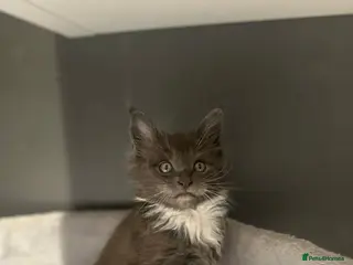 Maine Coon cats Stunning Litter Of Maine Coon Kittens - Advert 14