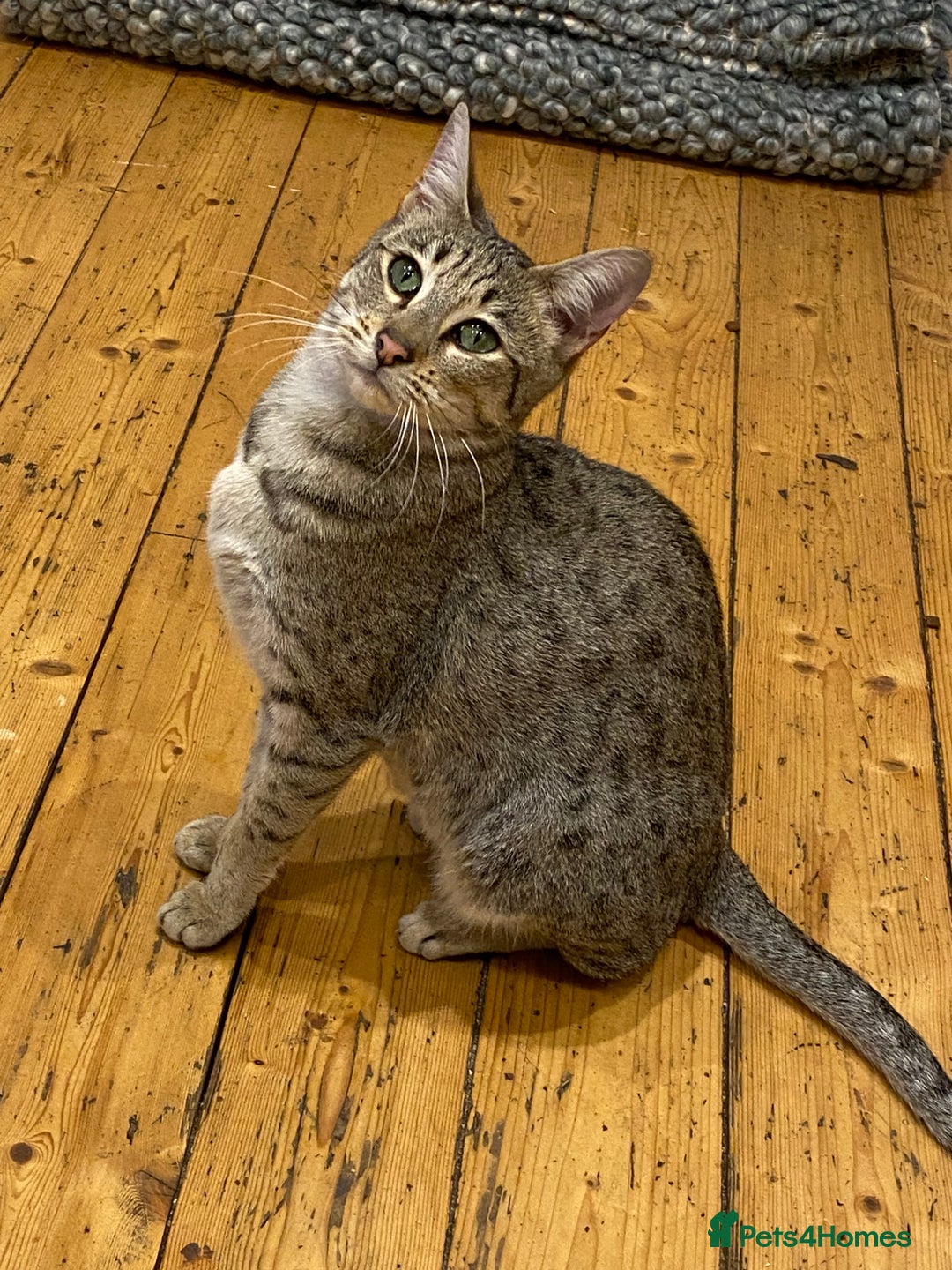 Savannah cats for sale: STUNNING SAVANNAH girl F5 sbt pure pedigree  - Advert 22