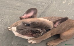 French Bulldog dogs for sale: French bulldogs puppies - Image 19