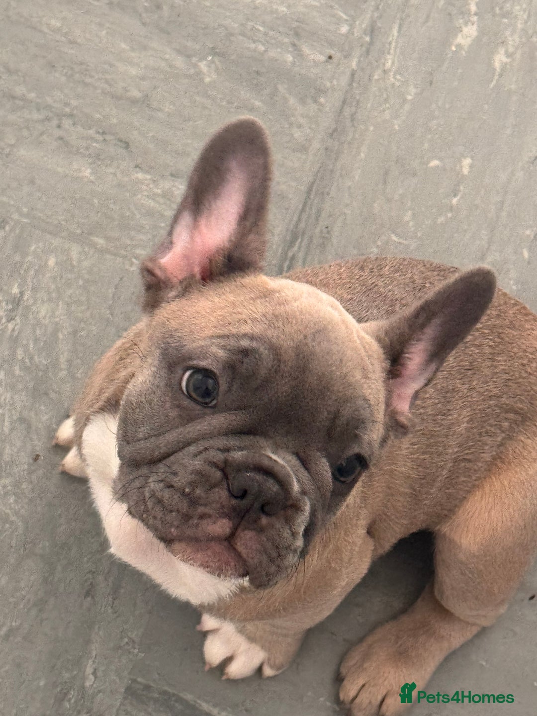 French Bulldog dogs for sale: French bulldogs puppies - Image 19