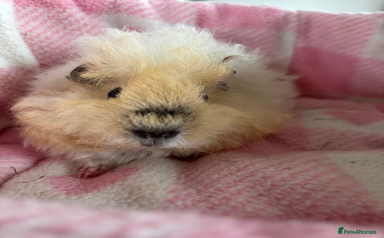 Guinea Pig rodents - Advert 1