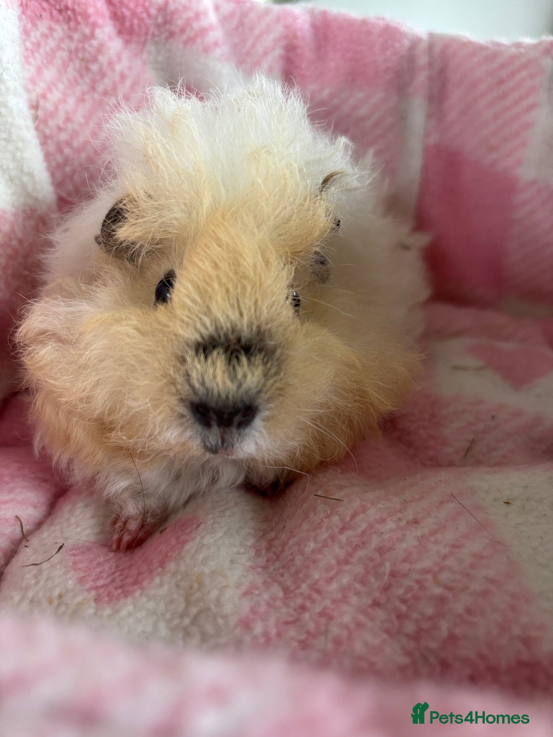 Guinea Pig rodents for sale: Alpaca sow  - Image 9