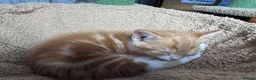 Mixed Breed cats for sale: Adorable Mixed-Breed Kittens Ready for Loving Home - Advert 11