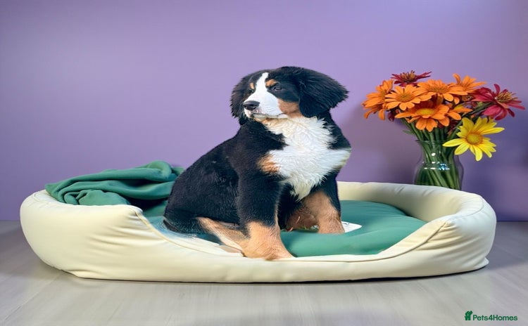 Bernese Mountain Dog dogs 2 kc reg girl Bernese mountain dog puppies  - Advert 5