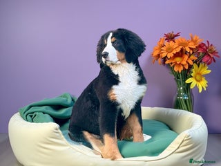 Bernese Mountain Dog dogs 2 kc reg girl Bernese mountain dog puppies - Advert 1