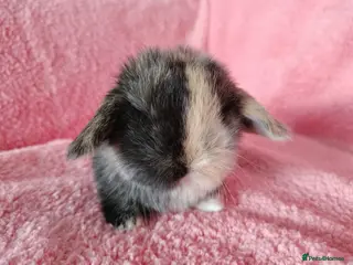Mini Lop rabbits Baby mini lops for sale - Advert 12