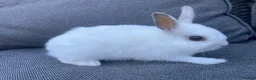 Netherland Dwarf rabbits for sale: Male rabbits  in Leicester - Advert 5