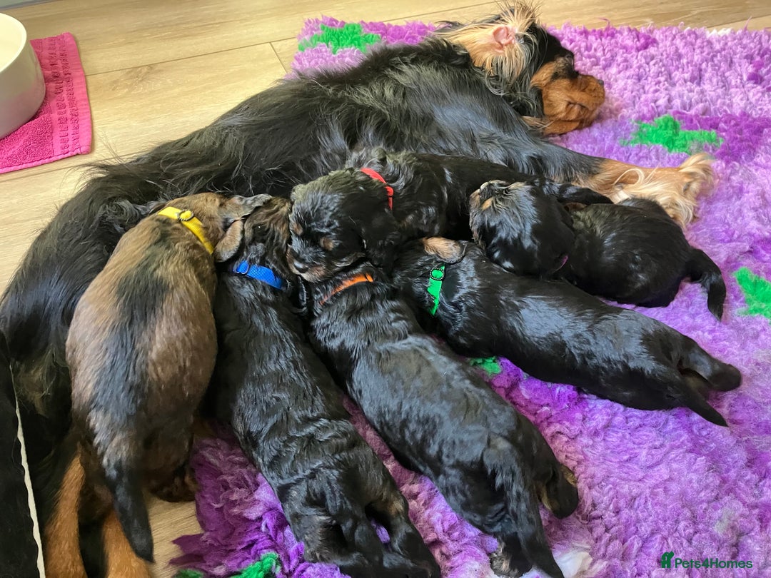 Cavapoo dogs for sale: F1 Cavapoo Puppies from Heath Tested Parents - Image 1