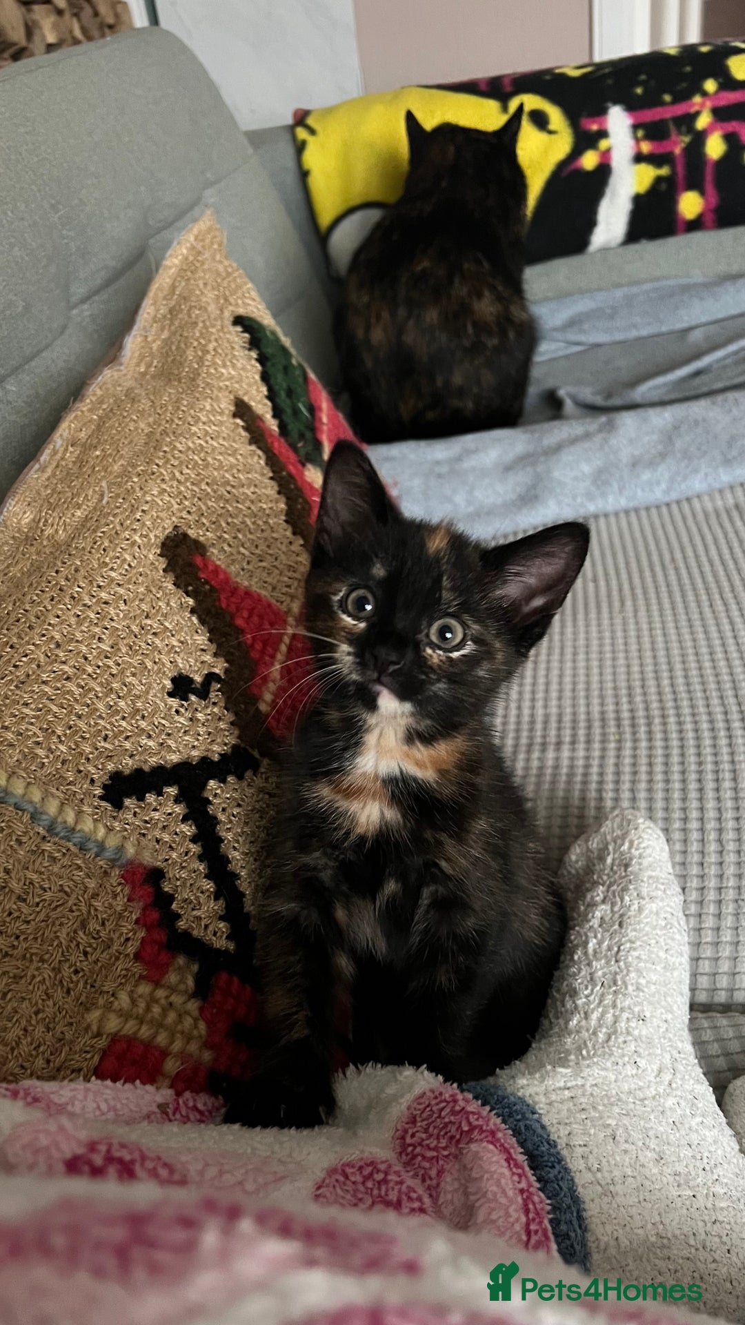 Mixed Breed cats for sale: Gorgeous Kittens - Image 3