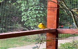 Canaries birds for sale: Canaries and Chinese quail’s  - Image 2