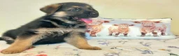 German Shepherd dogs for sale: German sheperd puppies Champion line - Advert 12