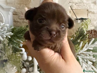 Chihuahua dogs Kc reg chocolate and lilac LC quality puppies - Advert 4