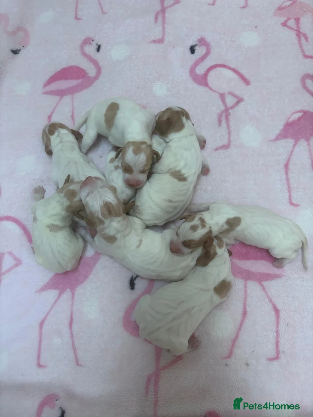 Pointer dogs for sale: Pointer pups | Working & Champion Bloodlines  - Advert 2
