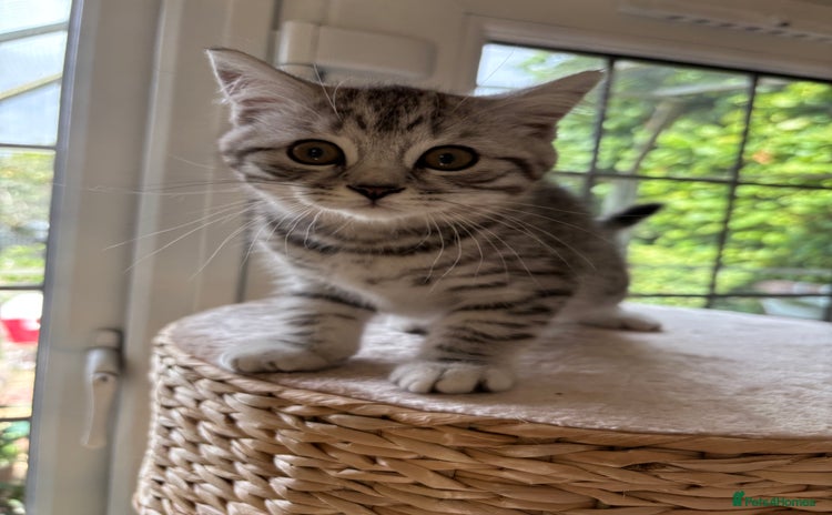 British Shorthair cats - Advert 4